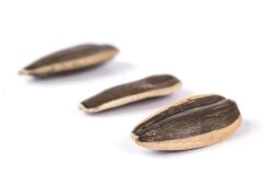 SİYAH ÇİĞ ÇİĞDEM (ÇEKİRDEK)