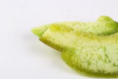POMELO